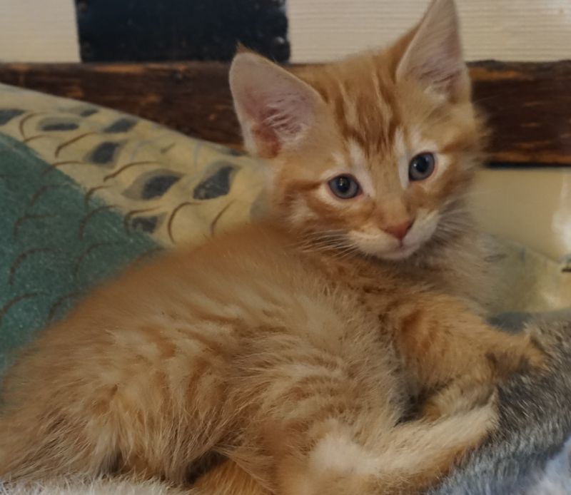 Ari